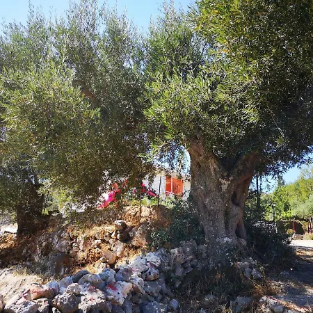 Olives And More